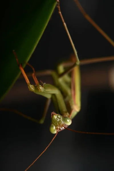 Man Europese Mantis Prayinrg Mantis Mantis Religiosa Groene Bidsprinkhaan — Stockfoto