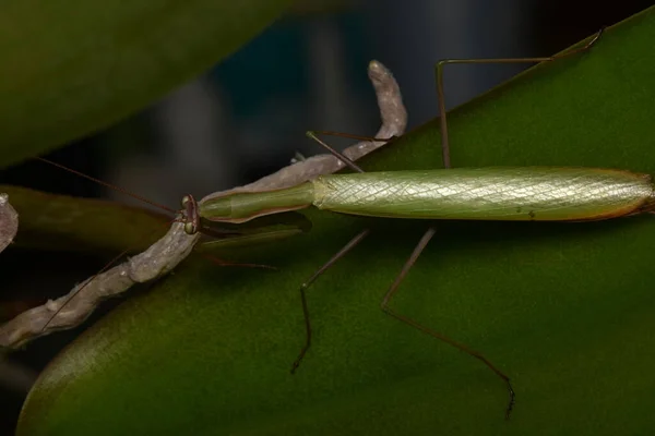 男性欧洲螳螂 Prayinrg Mantis Mantis Religion Osa 绿色的向日葵 — 图库照片