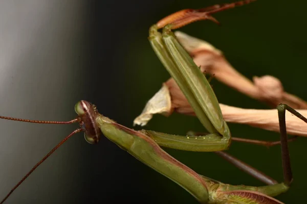 男性欧洲螳螂 Prayinrg Mantis Mantis Religion Osa 绿色的向日葵 — 图库照片