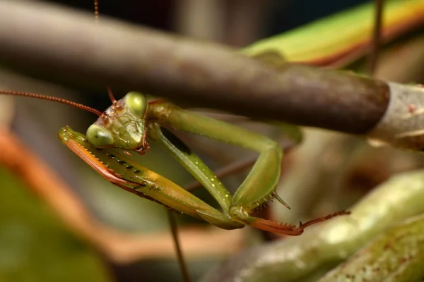 Αρσενικό Ευρωπαϊκό Μάντις Prayinrg Mantis Mantis Religiosa Πράσινο Αλογάκι Της — Φωτογραφία Αρχείου