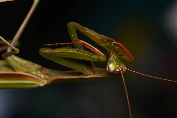 Man Europeiska Mantis Prayinrg Mantis Mantis Religiosa Grön Bönsyrsa — Stockfoto