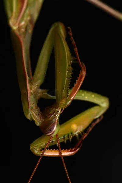 Male European Mantis Prayinrg Mantis Mantis Religiosa Zelená Kudlanka Nábožná — Stock fotografie