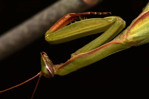 Hombre Europeo Mantis Prayinrg Mantis Mantis Religiosa Mantis Religiosa Verde — Foto de Stock