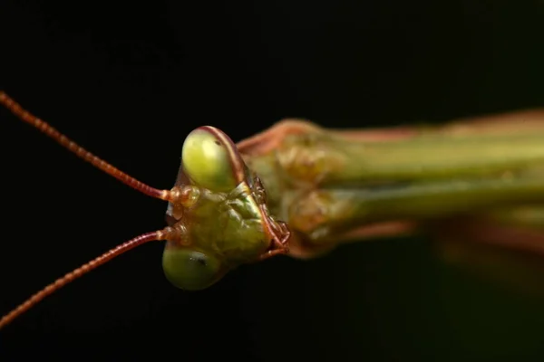 Man Europeiska Mantis Prayinrg Mantis Mantis Religiosa Grön Bönsyrsa — Stockfoto