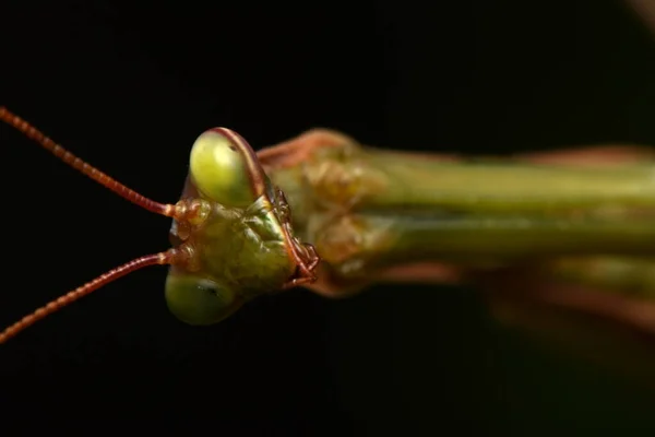 Erkek Avrupa Peygamberdevesi Prayinrg Mantis Mantis Religiosa Yeşil Peygamber Devesi — Stok fotoğraf