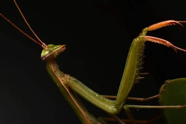 Man Europeiska Mantis Prayinrg Mantis Mantis Religiosa Grön Bönsyrsa — Stockfoto