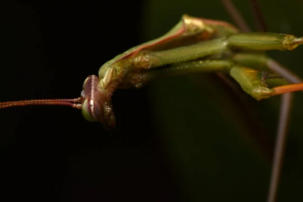 男性欧洲螳螂 Prayinrg Mantis Mantis Religion Osa 绿色的向日葵 — 图库照片