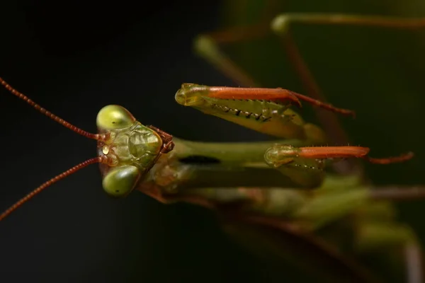 Man Europese Mantis Prayinrg Mantis Mantis Religiosa Groene Bidsprinkhaan — Stockfoto