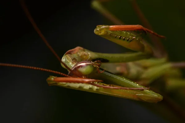 Αρσενικό Ευρωπαϊκό Μάντις Prayinrg Mantis Mantis Religiosa Πράσινο Αλογάκι Της — Φωτογραφία Αρχείου