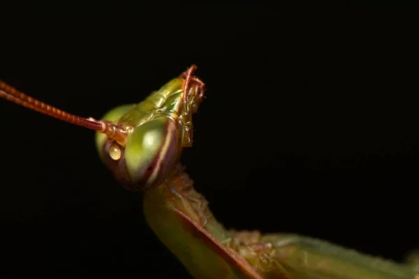 유럽의 Mantis Prayinrg Mantis Mantis Religiosa 사마귀 — 스톡 사진