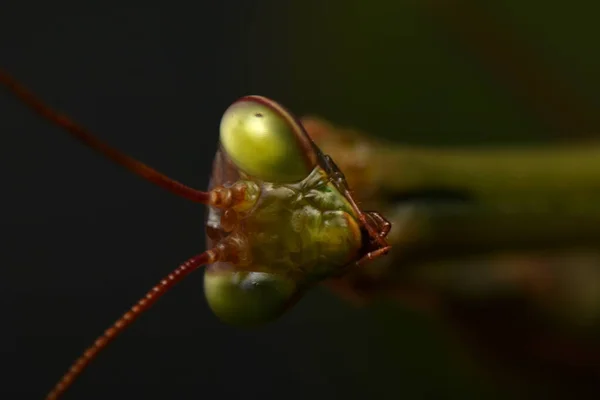 Man Europese Mantis Prayinrg Mantis Mantis Religiosa Groene Bidsprinkhaan — Stockfoto