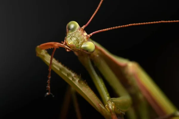 Erkek Avrupa Peygamberdevesi Prayinrg Mantis Mantis Religiosa Yeşil Peygamber Devesi — Stok fotoğraf