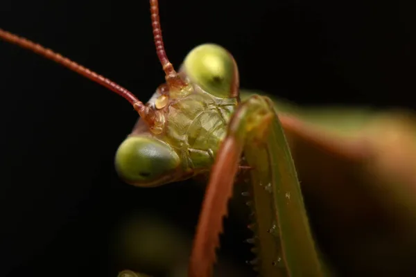 Male European Mantis Prayinrg Mantis Mantis Religiosa Zelená Kudlanka Nábožná — Stock fotografie