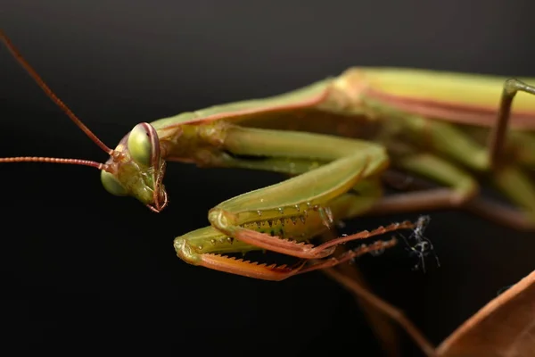 Male European Mantis Prayinrg Mantis Mantis Religiosa Зелений Богомол — стокове фото