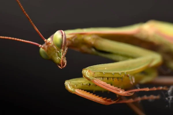 Hombre Europeo Mantis Prayinrg Mantis Mantis Religiosa Mantis Religiosa Verde —  Fotos de Stock