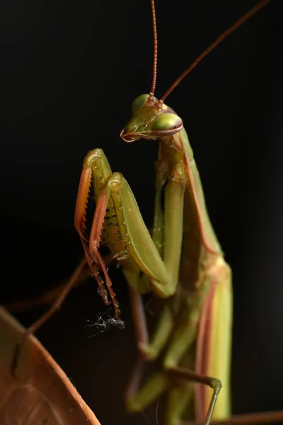 Man Europese Mantis Prayinrg Mantis Mantis Religiosa Groene Bidsprinkhaan — Stockfoto