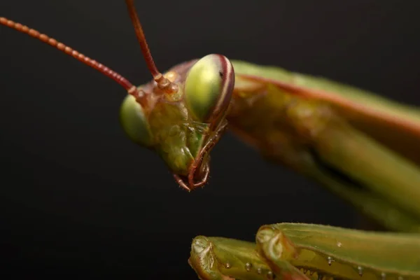 Male European Mantis Prayinrg Mantis Mantis Religiosa Зелений Богомол — стокове фото