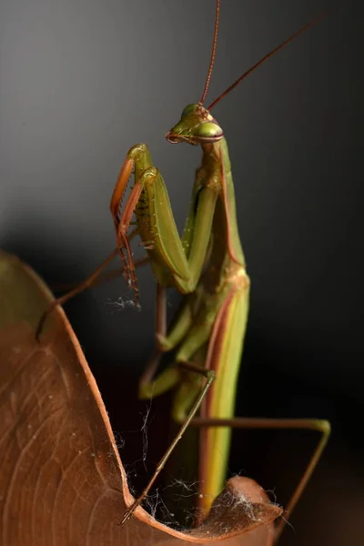 Male European Mantis Prayinrg Mantis Mantis Religiosa Зелений Богомол — стокове фото