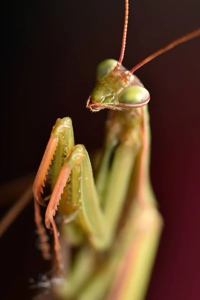 Erkek Avrupa Peygamberdevesi Prayinrg Mantis Mantis Religiosa Yeşil Peygamber Devesi — Stok fotoğraf