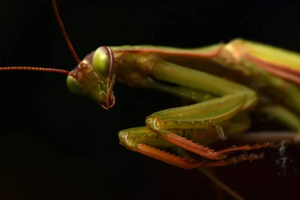 Αρσενικό Ευρωπαϊκό Μάντις Prayinrg Mantis Mantis Religiosa Πράσινο Αλογάκι Της — Φωτογραφία Αρχείου
