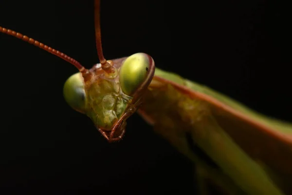 Male European Mantis Prayinrg Mantis Mantis Religiosa Зелений Богомол — стокове фото