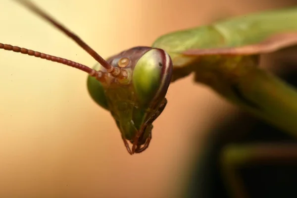 男性欧洲螳螂 Prayinrg Mantis Mantis Religion Osa 绿色的向日葵 — 图库照片