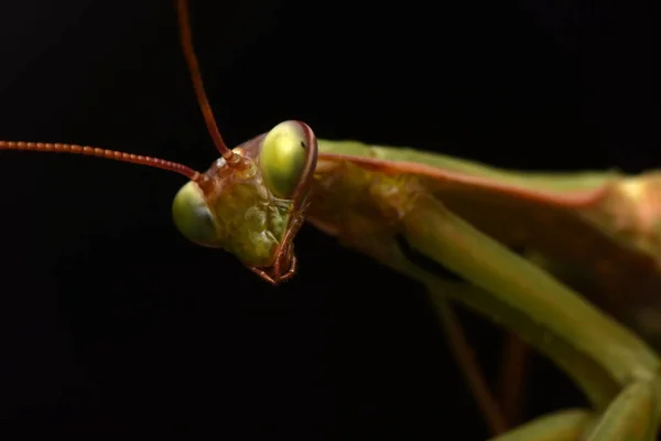 유럽의 Mantis Prayinrg Mantis Mantis Religiosa 사마귀 — 스톡 사진