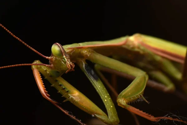 Mantide Europea Maschile Prayinrg Mantis Mantis Religiosa Mantide Religiosa Verde — Foto Stock