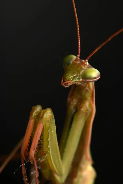 Male European Mantis Prayinrg Mantis Mantis Religiosa Зелений Богомол — стокове фото