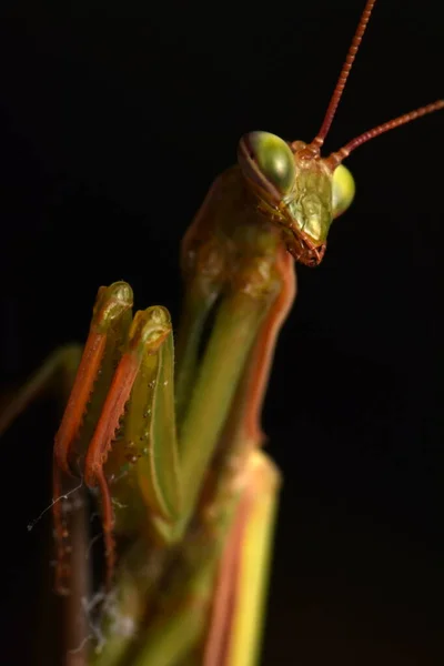 Mantide Europea Maschile Prayinrg Mantis Mantis Religiosa Mantide Religiosa Verde — Foto Stock