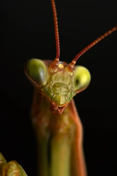 Αρσενικό Ευρωπαϊκό Μάντις Prayinrg Mantis Mantis Religiosa Πράσινο Αλογάκι Της — Φωτογραφία Αρχείου