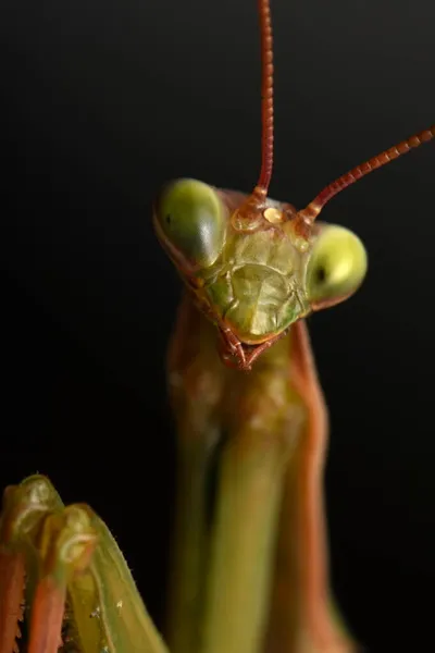 男性欧洲螳螂 Prayinrg Mantis Mantis Religion Osa 绿色的向日葵 — 图库照片