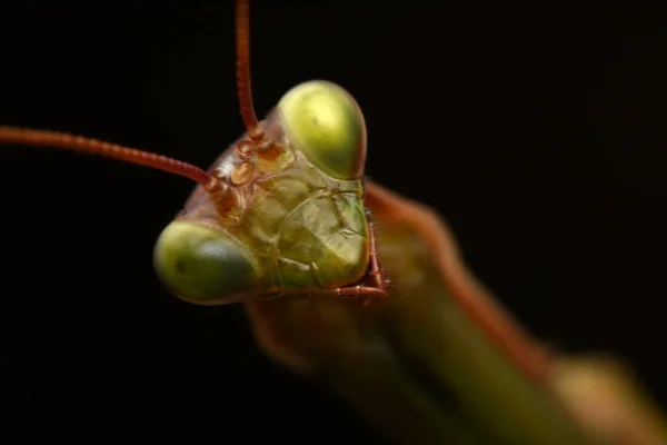 Männliche Gottesanbeterin Prayinrg Gottesanbeterin Gottesanbeterin Grüne Gottesanbeterin — Stockfoto