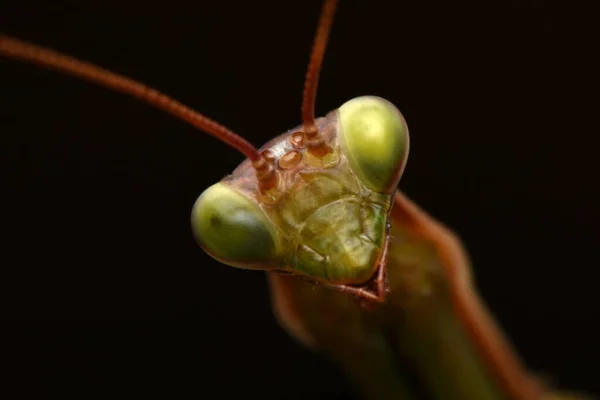 男性欧洲螳螂 Prayinrg Mantis Mantis Religion Osa 绿色的向日葵 — 图库照片