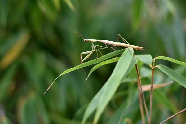 Αρσενικό Ευρωπαϊκό Μάντις Prayinrg Mantis Mantis Religiosa Πράσινο Αλογάκι Της — Φωτογραφία Αρχείου