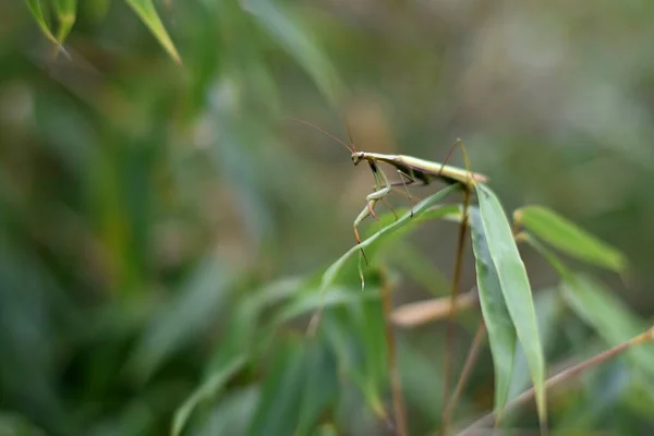 Hombre Europeo Mantis Prayinrg Mantis Mantis Religiosa Mantis Religiosa Verde —  Fotos de Stock