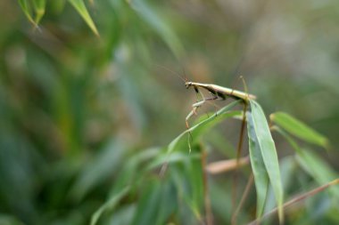 Erkek Avrupa Peygamberdevesi, Prayinrg Mantis, Mantis Religiosa. Yeşil peygamber devesi