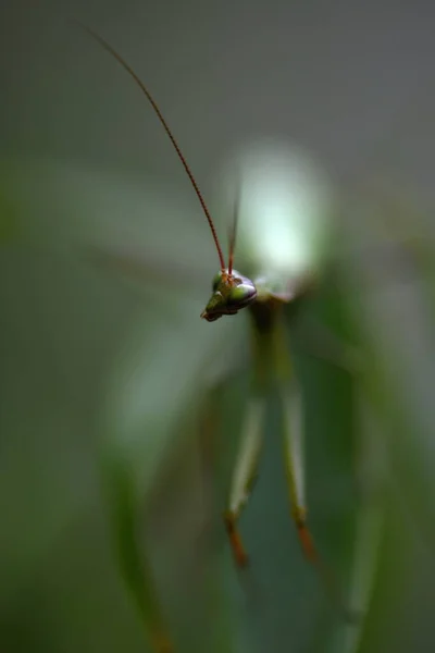 Male European Mantis Prayinrg Mantis Mantis Religiosa Belalang Sembah Hijau — Stok Foto