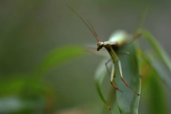 Mantis Europeu Masculino Prayinrg Mantis Mantis Religiosa Louva Deus — Fotografia de Stock