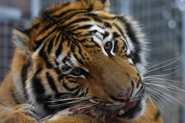 Siberische Tijger Panthera Tigris Tigris — Stockfoto