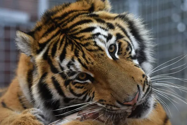 Sibirischer Tiger Panthera Tigris Tigris — Stockfoto