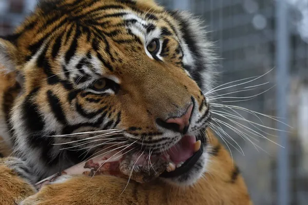 Sibirischer Tiger Panthera Tigris Tigris — Stockfoto