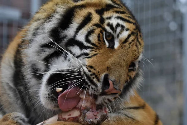 Сибирский Тигр Panthera Tigris — стоковое фото