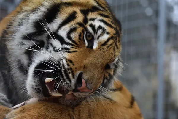 Sibirischer Tiger Panthera Tigris Tigris — Stockfoto