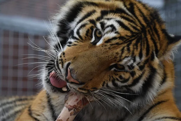 Sibirischer Tiger Panthera Tigris Tigris — Stockfoto