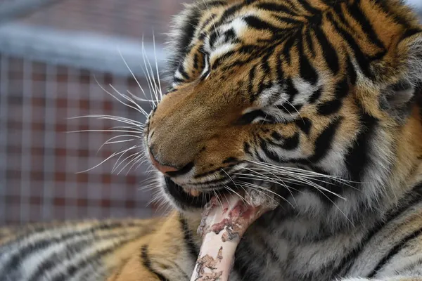 Sibirischer Tiger Panthera Tigris Tigris — Stockfoto