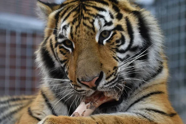 Siberian Tiger Panthera Tigris Tigris — Stock Photo, Image