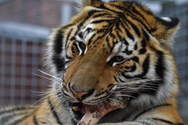 Sibirya Kaplanı Panthera Tigris Tigris — Stok fotoğraf