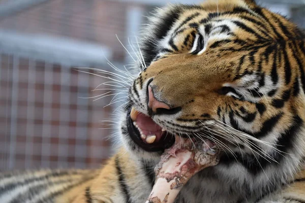 Sibirya Kaplanı Panthera Tigris Tigris — Stok fotoğraf