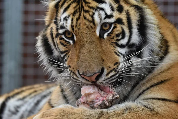 Tigre Sibérie Panthera Tigris Tigris — Photo